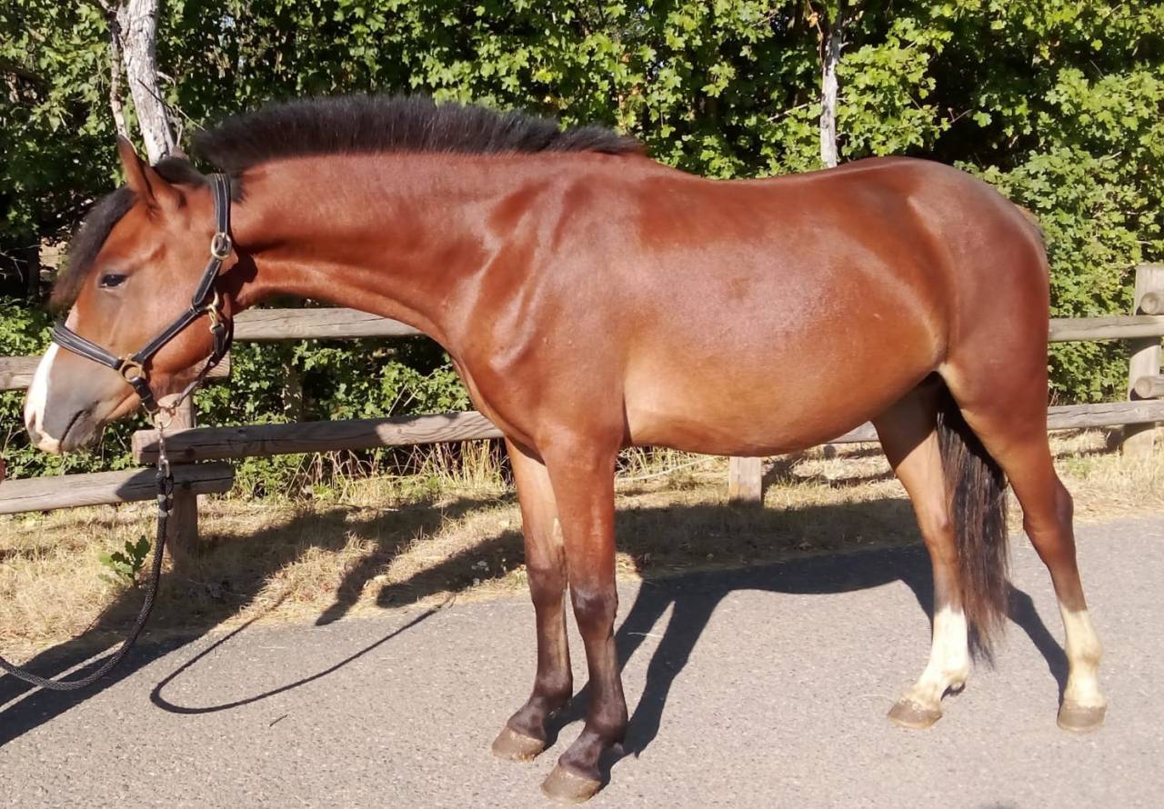 Draagmerrie Welsh Pony (Section A) Te koop 2015 Vos ,  VECHTZICHT'S HYWEL (NLD)