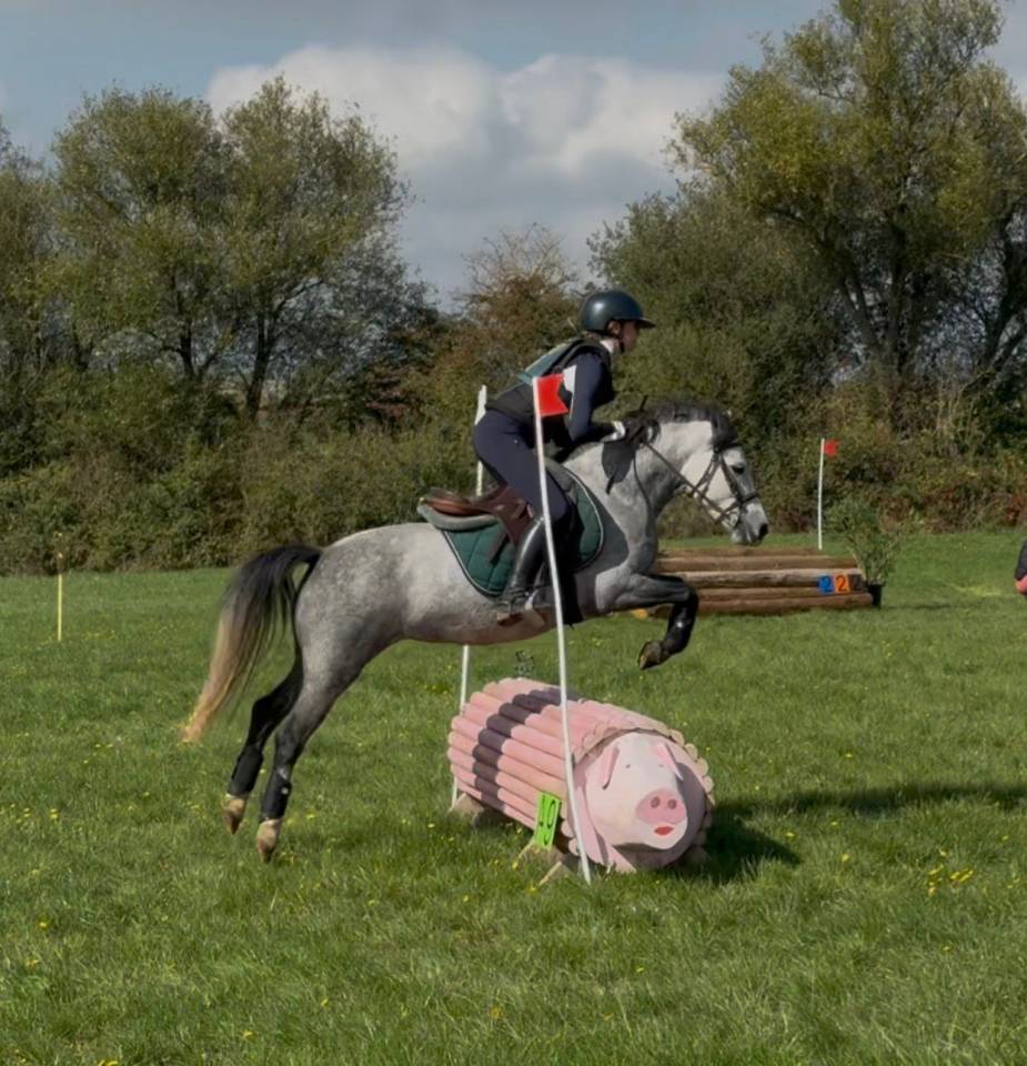 Draagmerrie Welsh Pony (Section A) Te koop 2015 Vos ,  VECHTZICHT'S HYWEL (NLD)