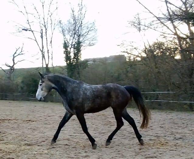 Merrie Connemara Te koop 2021 Schimmel ,  RIP OFF DU FRENE