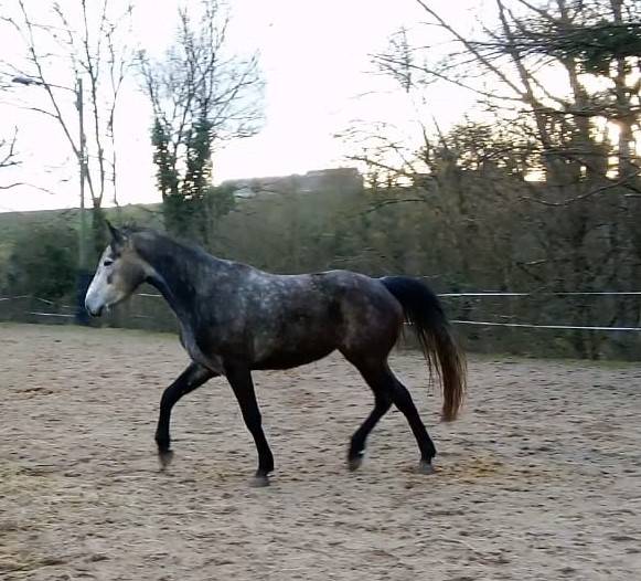 Merrie Connemara Te koop 2021 Schimmel ,  RIP OFF DU FRENE