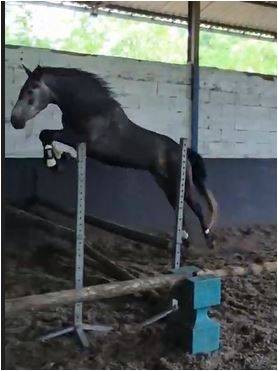 Merrie Connemara Te koop 2021 Schimmel ,  RIP OFF DU FRENE