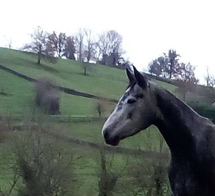 Merrie Connemara Te koop 2021 Schimmel ,  RIP OFF DU FRENE