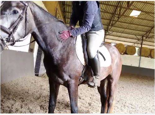 Merrie Connemara Te koop 2021 Schimmel ,  RIP OFF DU FRENE