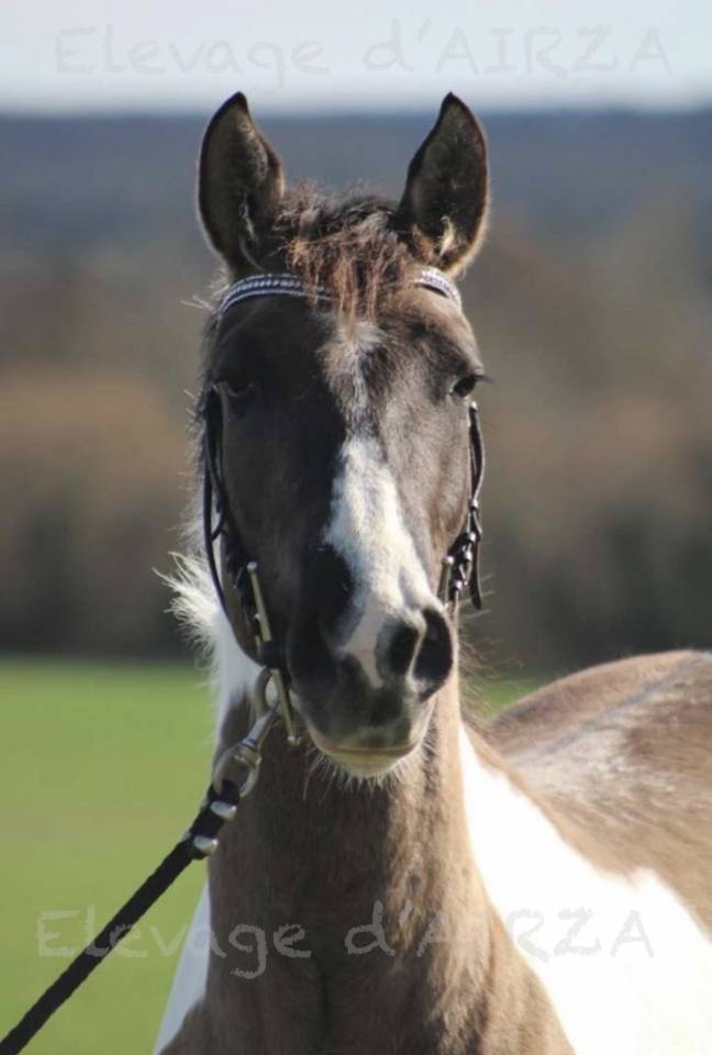 Milly boy de l etre - Paint Horse 2022 ,  Pepsi poco smoke USA