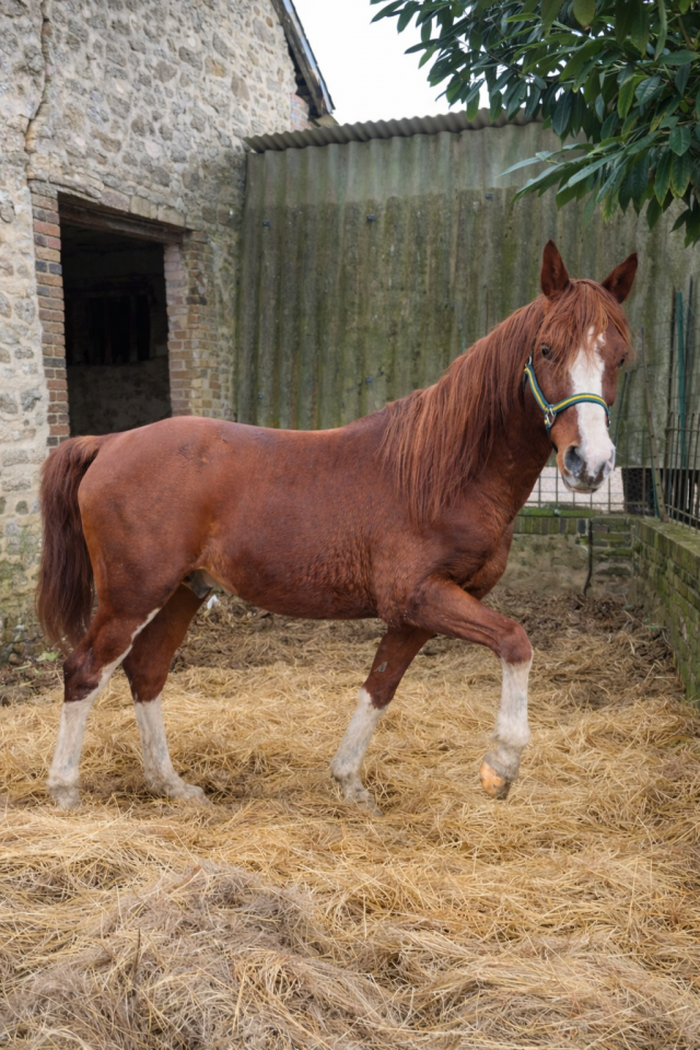 Hengst Arabier Te koop 2012 Vos ,  PERFECT DE LAFON