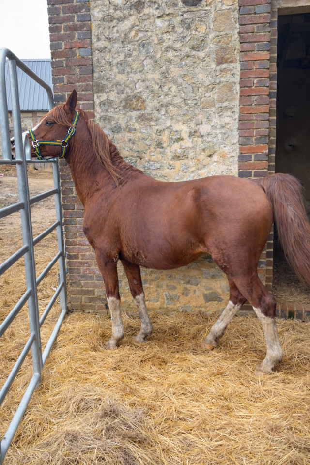 Hengst Arabier Te koop 2012 Vos ,  PERFECT DE LAFON