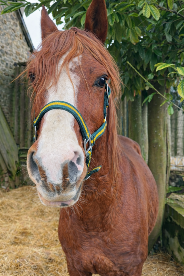 Hengst Arabier Te koop 2012 Vos ,  PERFECT DE LAFON