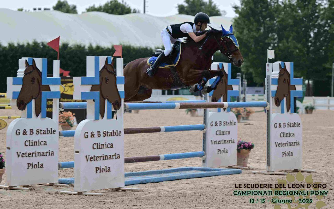 Ruin Franse rijpony PFS Te koop 2016 Donker bruin / bai ,  KANTJE'S ADMIRAAL