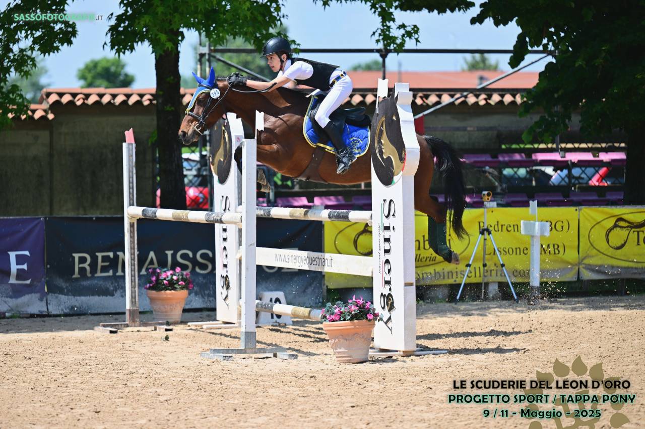 Ruin Franse rijpony PFS Te koop 2016 Donker bruin / bai ,  KANTJE'S ADMIRAAL