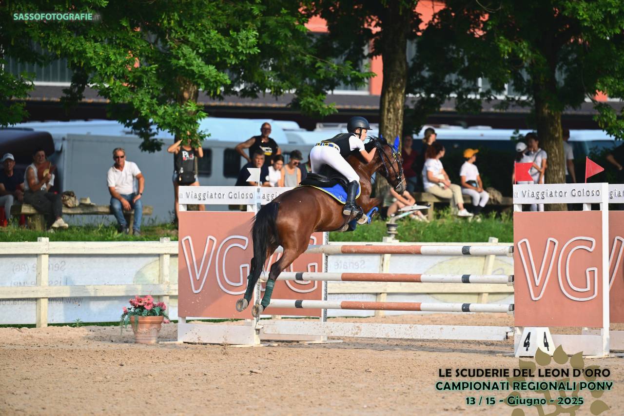 Ruin Franse rijpony PFS Te koop 2016 Donker bruin / bai ,  KANTJE'S ADMIRAAL