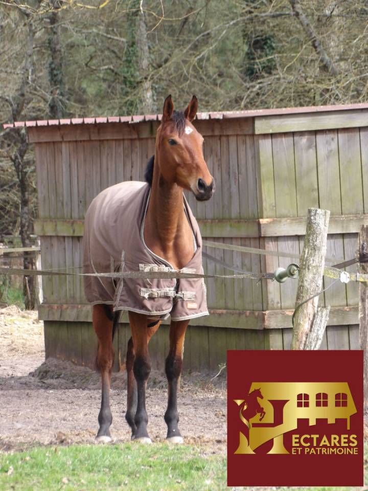 Hippisch vastgoed Koop Landes