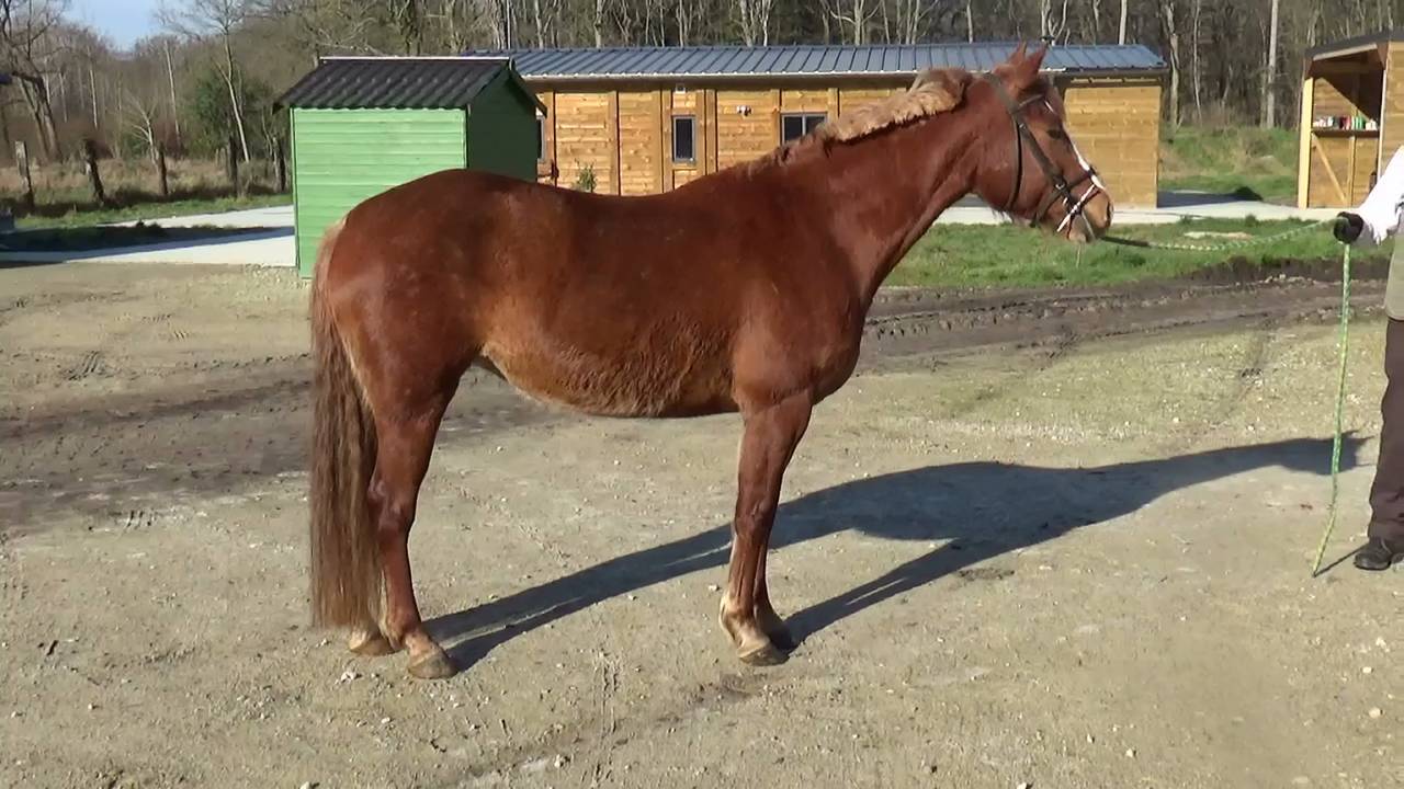 Merrie Franse rijpony PFS Te koop 2018 Vos ,  COUTSOU DE LALANDE, PSF