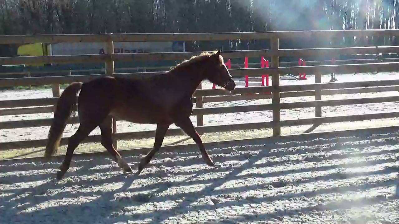 Merrie Franse rijpony PFS Te koop 2018 Vos ,  COUTSOU DE LALANDE, PSF