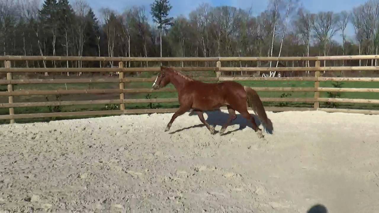 Merrie Franse rijpony PFS Te koop 2018 Vos ,  COUTSOU DE LALANDE, PSF