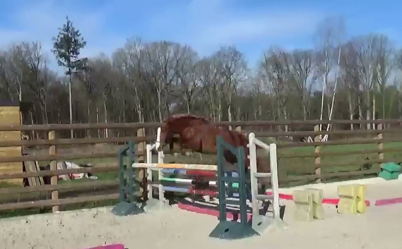 Merrie Franse rijpony PFS Te koop 2018 Vos ,  COUTSOU DE LALANDE, PSF