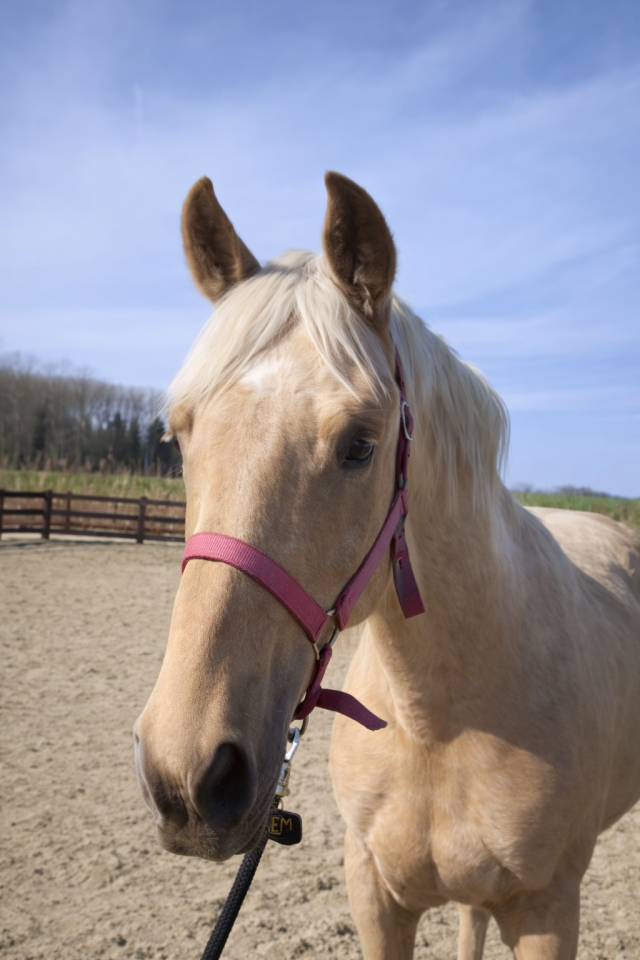 Dekhengst BWP Belgisch volbloed Te koop 2024 Palomino