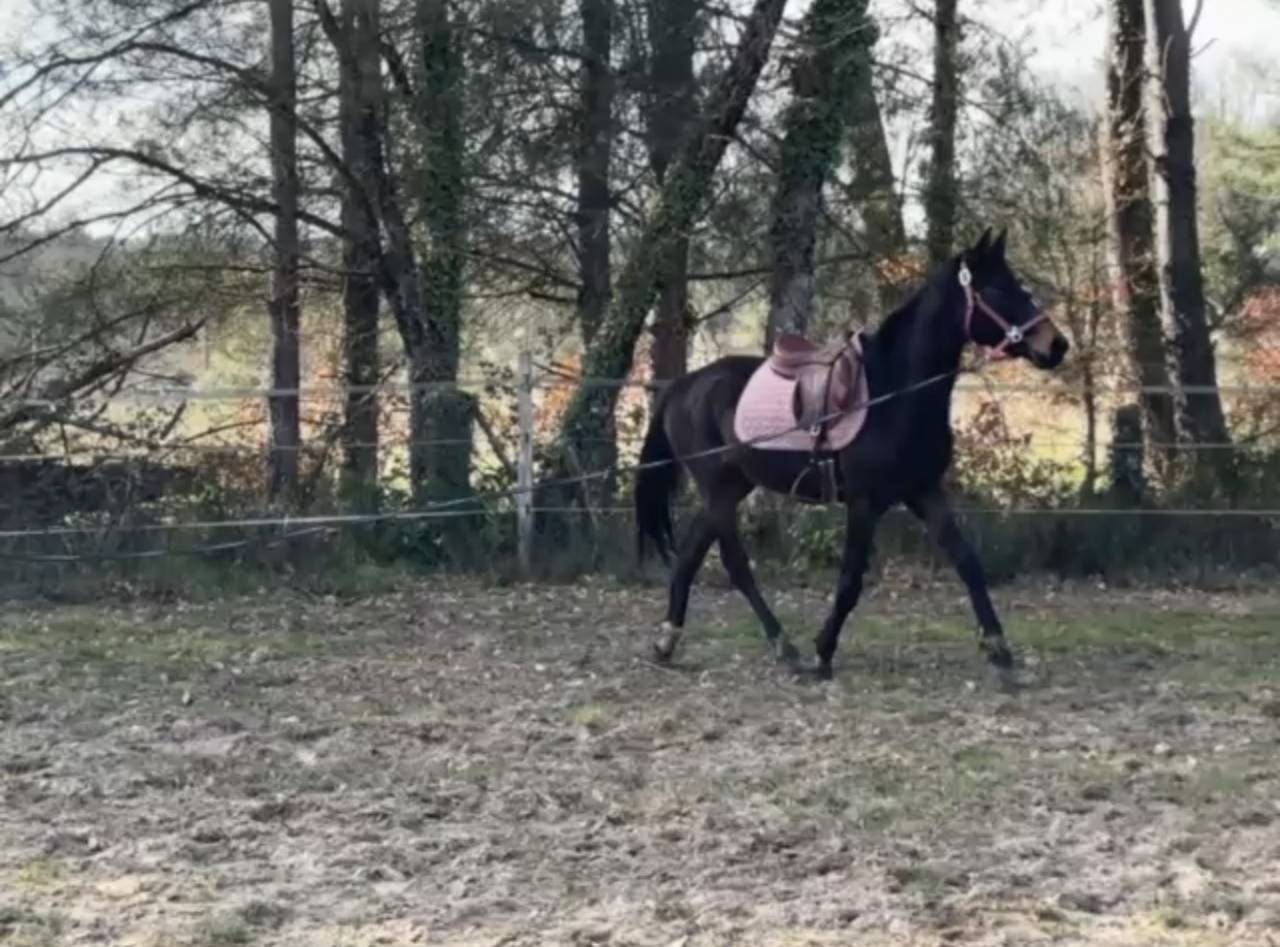 Merrie Zangersheide Te koop 2023 Bruin / Bai