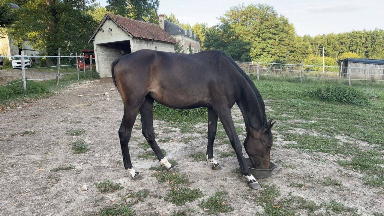 Merrie Zangersheide Te koop 2023 Bruin / Bai