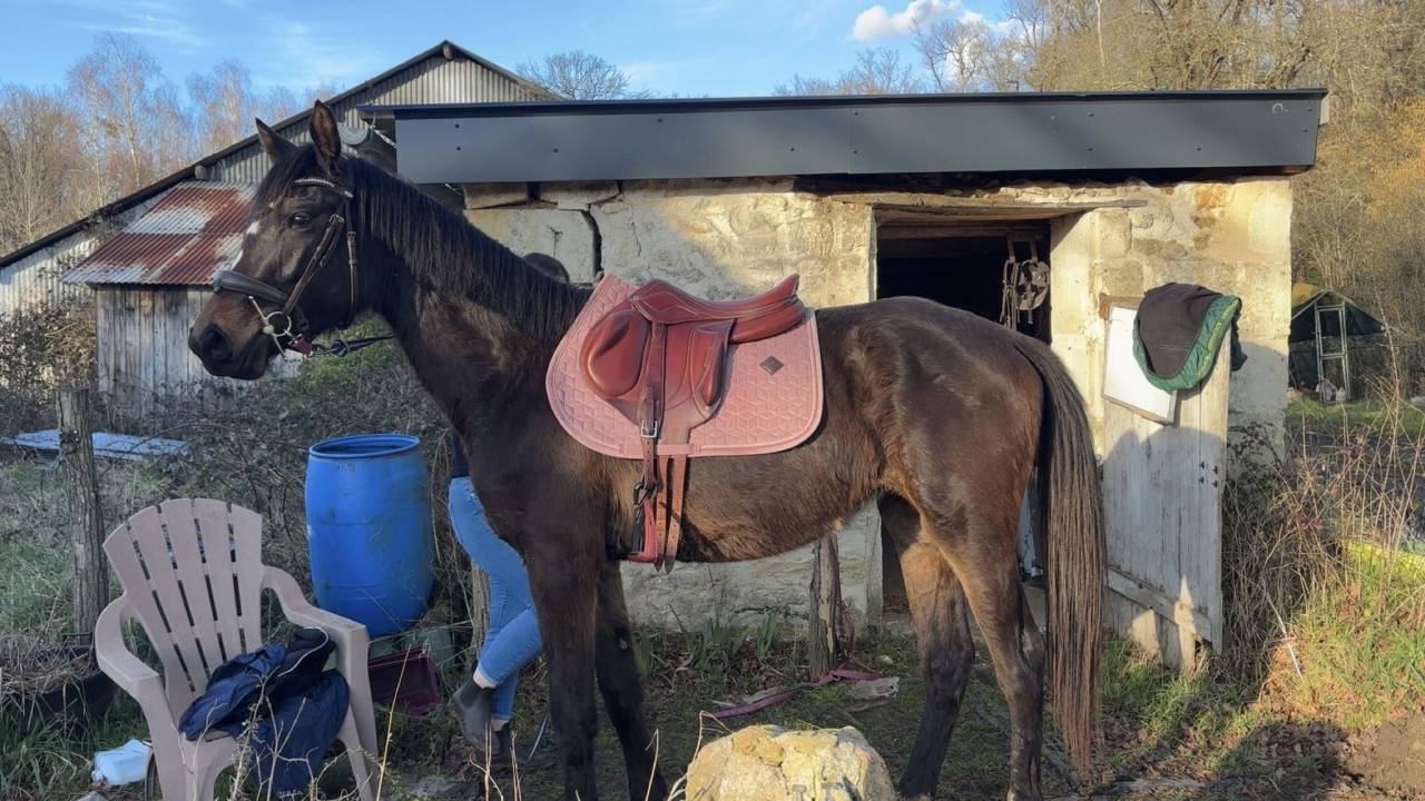 Merrie Zangersheide Te koop 2023 Bruin / Bai