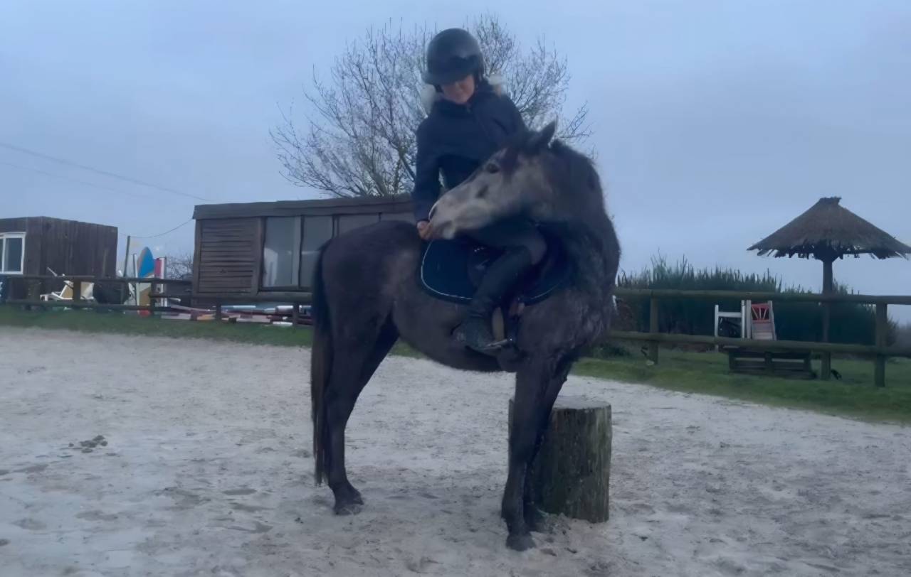 Hengst Franse rijpony PFS Te koop 2023 Schimmel