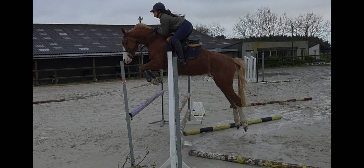 Ruin Franse rijpony PFS Te koop 2022 Vos