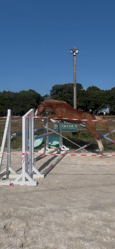 Ruin Franse rijpony PFS Te koop 2022 Vos