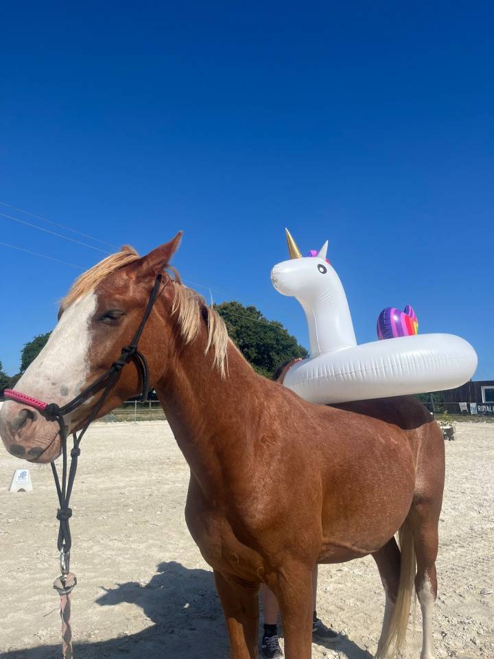 Ruin Franse rijpony PFS Te koop 2022 Vos
