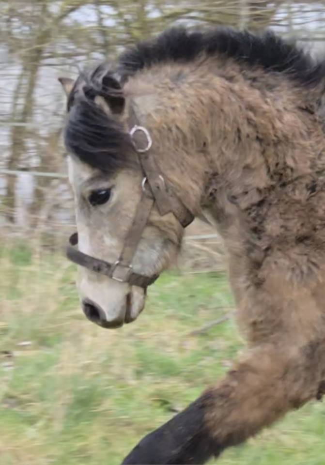 Hengst Franse rijpony PFS Te koop 2023 Isabel