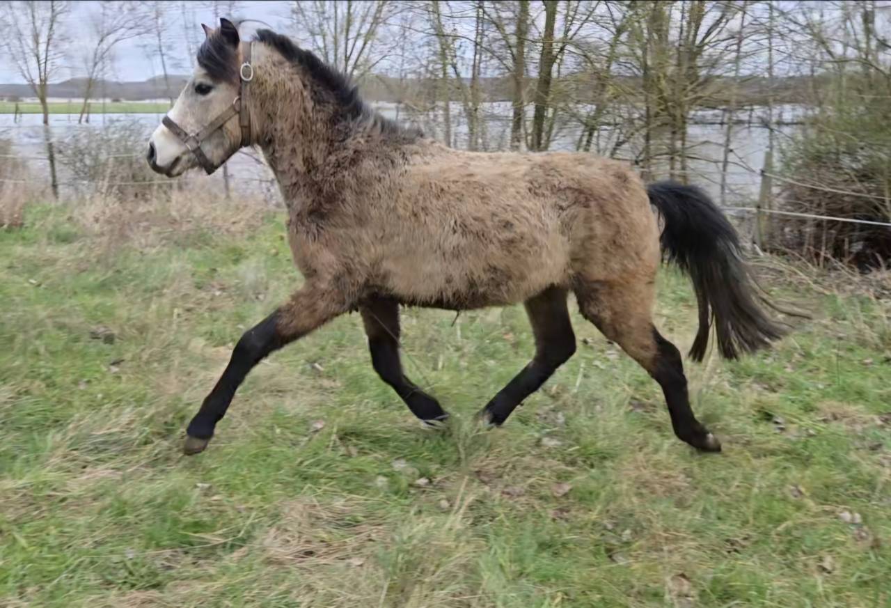 Hengst Franse rijpony PFS Te koop 2023 Isabel