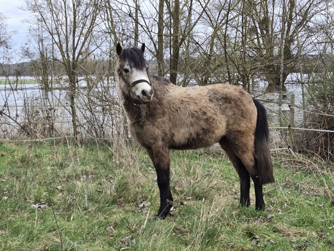 Hengst Franse rijpony PFS Te koop 2023 Isabel