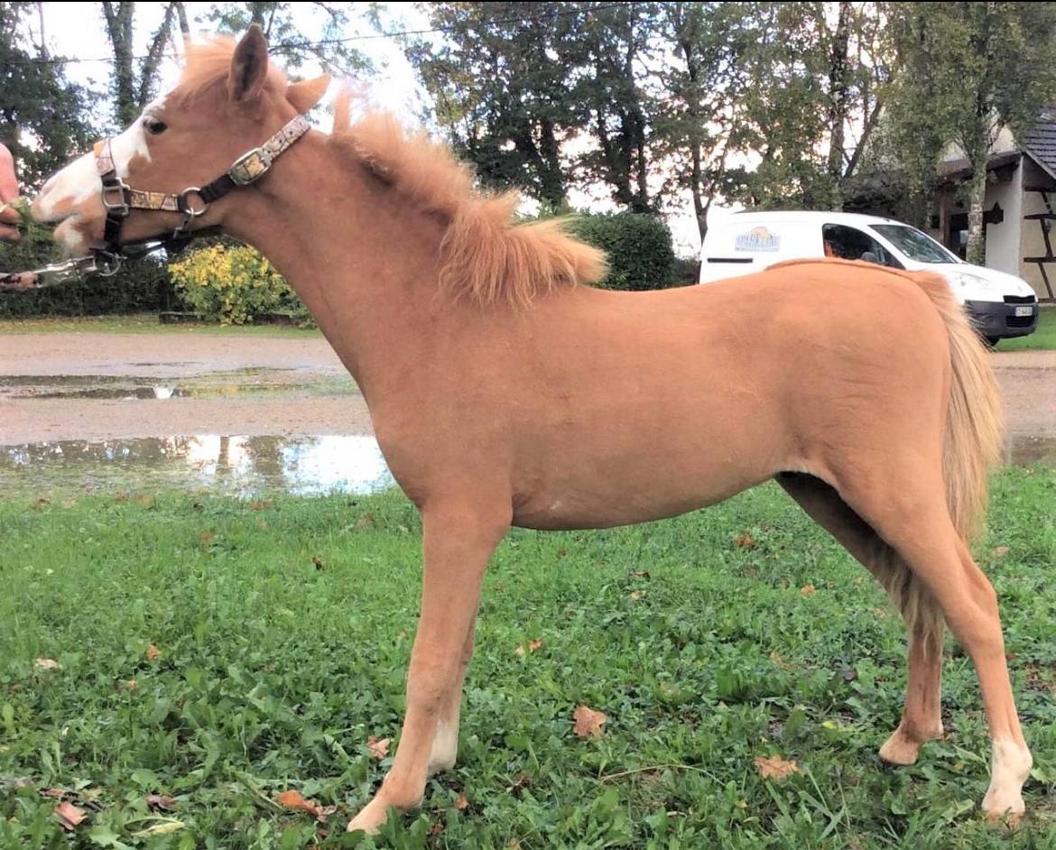 Hengst Ras onbekend Te koop 2021 Vos