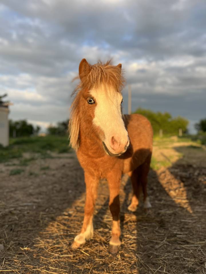 Hengst Ras onbekend Te koop 2021 Vos