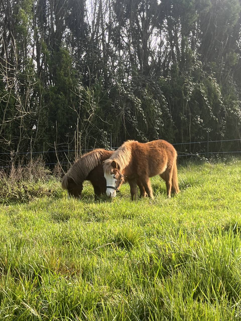 Hengst Ras onbekend Te koop 2021 Vos