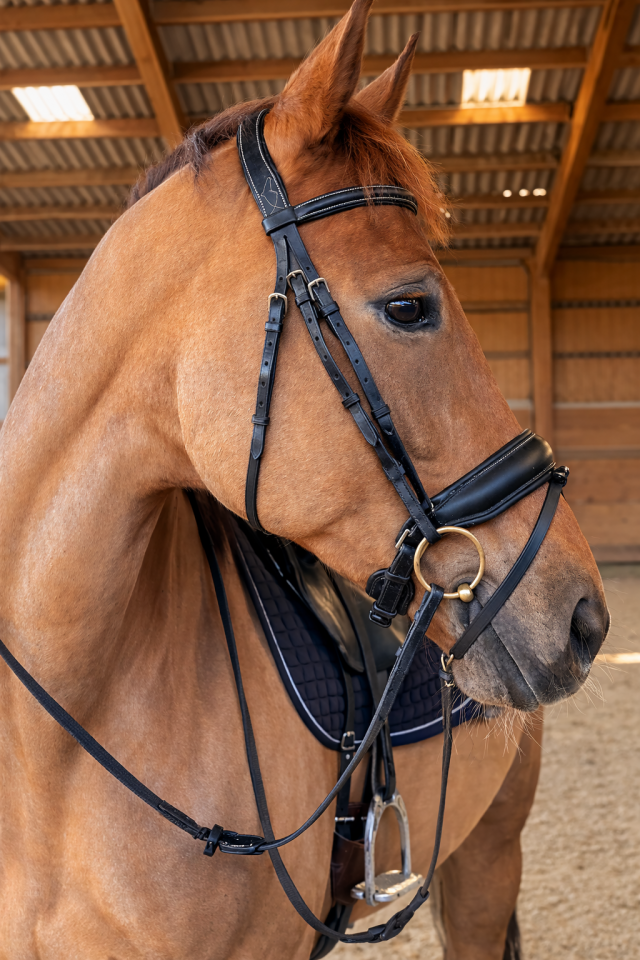 Merrie KWPN Nederlands sportpaard Te koop 2016 Koffie vos
