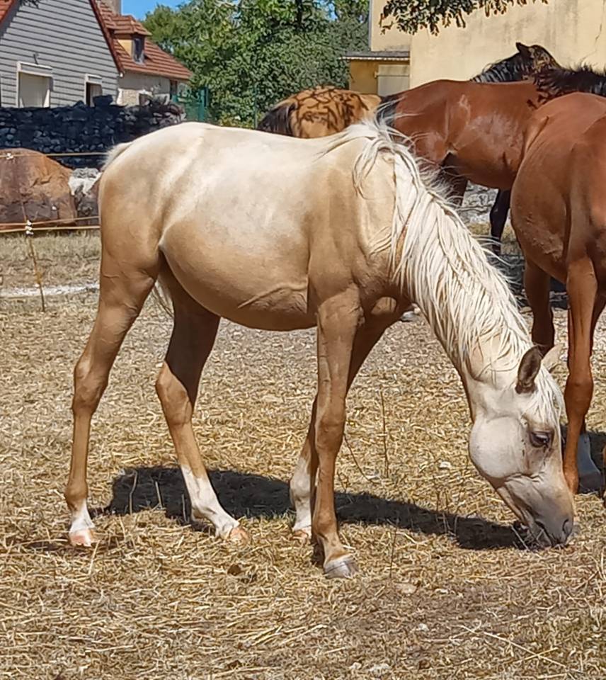Veulen (vr) Arabisch halfbloed Te koop 2024 Palomino ,  IEN'A COARI