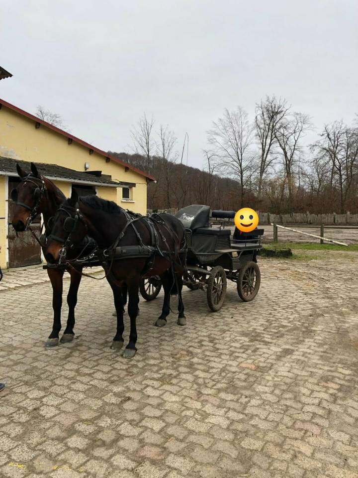 Ruin Nonius Te koop 2021 Bruin / Bai