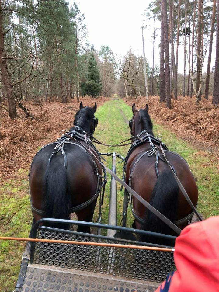 Ruin Nonius Te koop 2021 Bruin / Bai