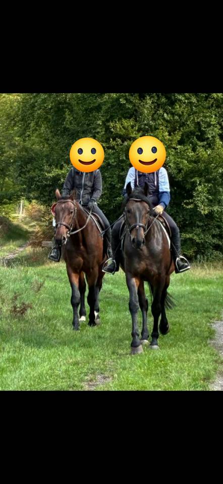 Ruin Nonius Te koop 2021 Bruin / Bai