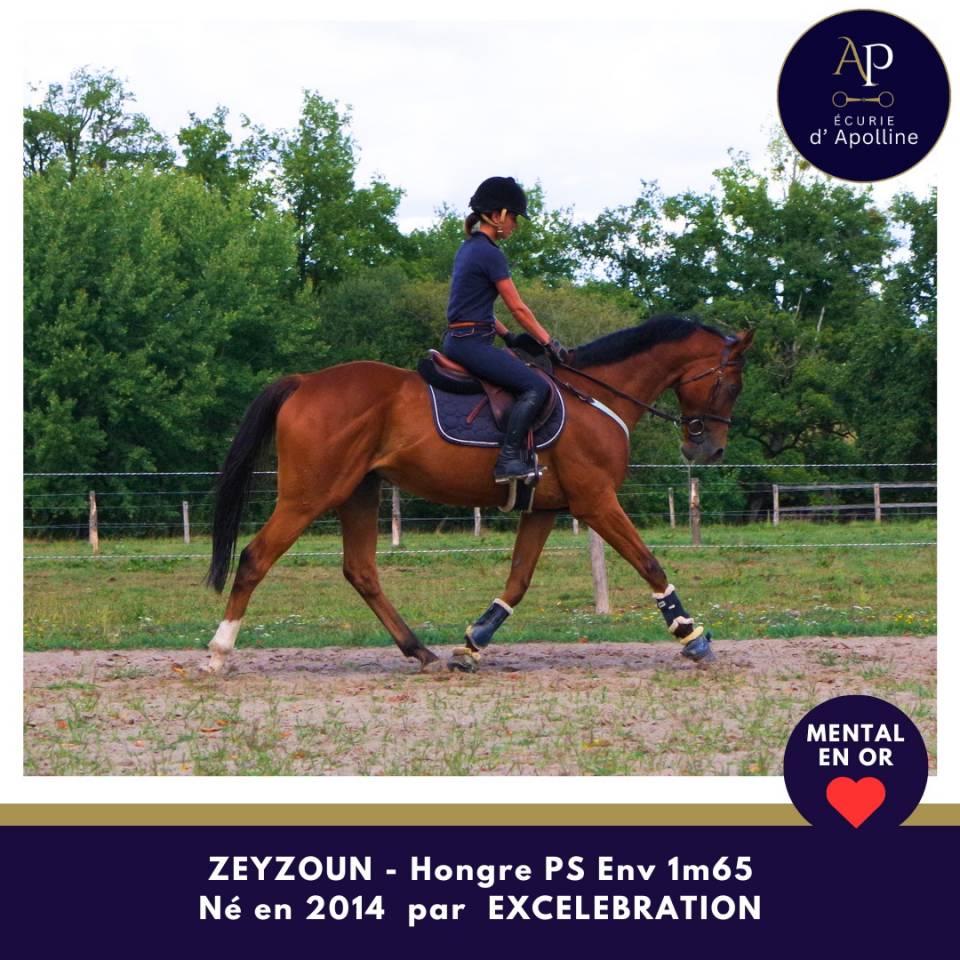 Ruin Volbloed Te koop 2014 Donker bruin / bai