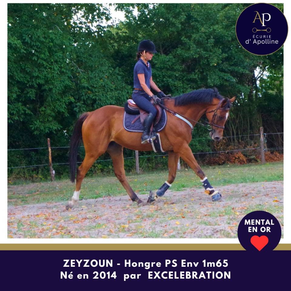 Ruin Volbloed Te koop 2014 Donker bruin / bai