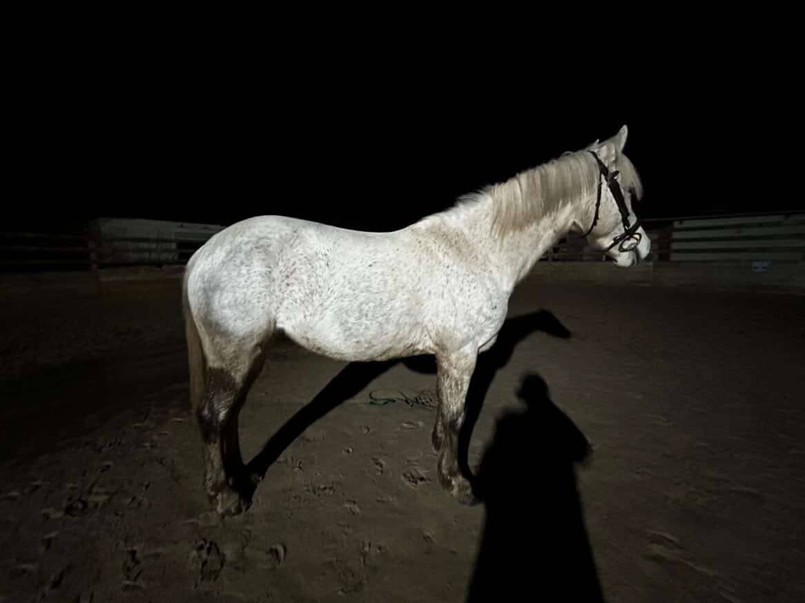 Merrie Bekend ras Te koop 2016 Schimmel