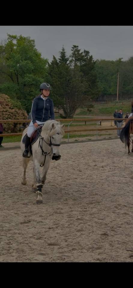 Merrie Bekend ras Te koop 2016 Schimmel