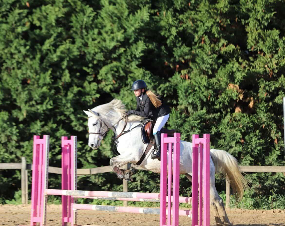 Merrie Bekend ras Te koop 2016 Schimmel