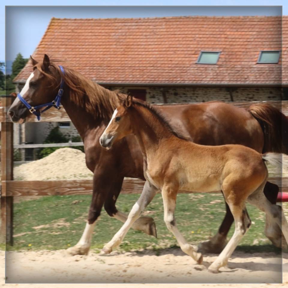 Veulen (ml) Welsh Pony (Section D), Welsh Cob  Te koop 2025 Donker bruin / bai ,  Lucky Boy de Ma&iuml;ka