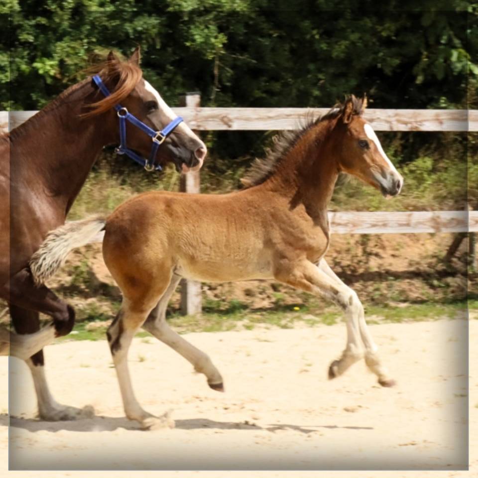 Veulen (ml) Welsh Pony (Section D), Welsh Cob  Te koop 2025 Donker bruin / bai ,  Lucky Boy de Ma&iuml;ka