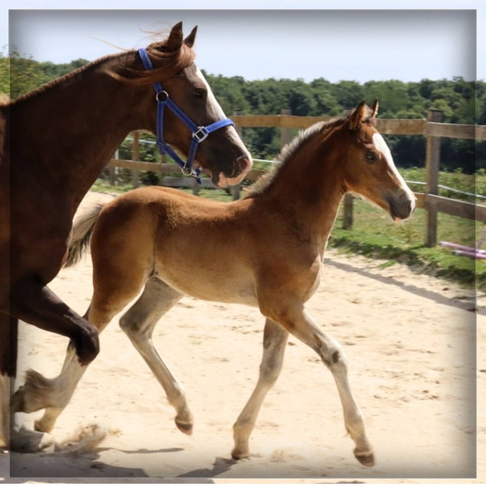 Veulen (ml) Welsh Pony (Section D), Welsh Cob  Te koop 2025 Donker bruin / bai ,  Lucky Boy de Ma&iuml;ka