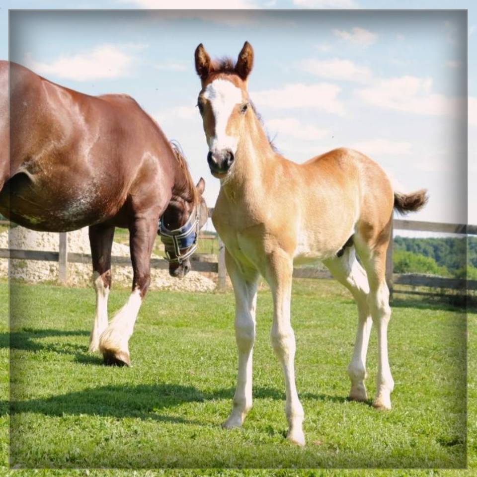 Veulen (ml) Welsh Pony (Section D), Welsh Cob  Te koop 2025 Donker bruin / bai ,  Lucky Boy de Ma&iuml;ka
