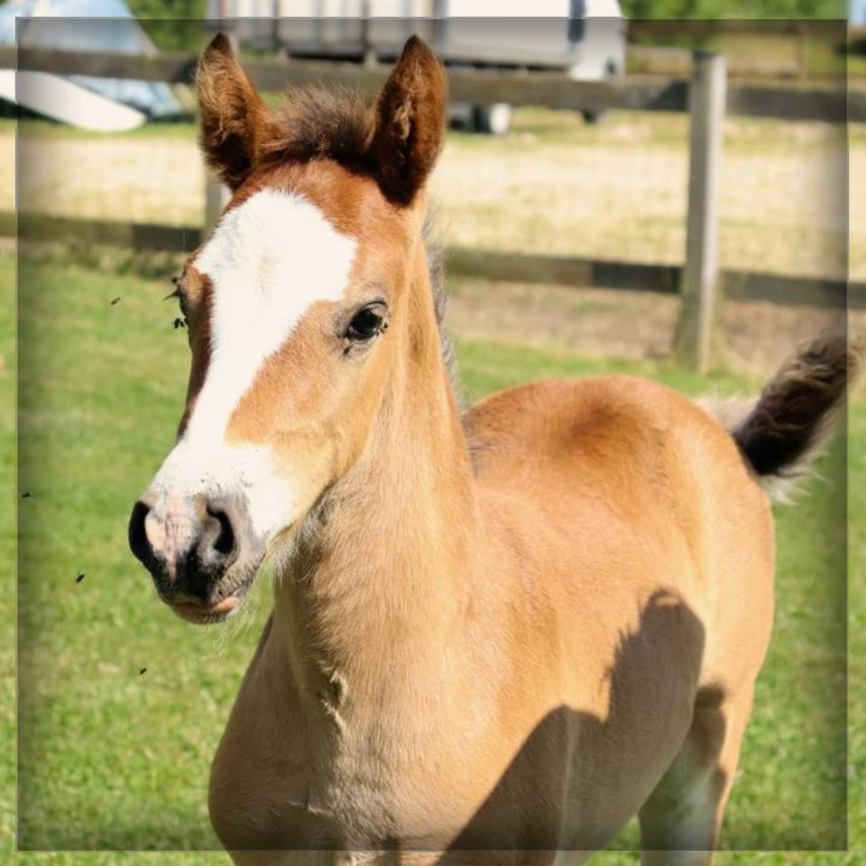 Veulen (ml) Welsh Pony (Section D), Welsh Cob  Te koop 2025 Donker bruin / bai ,  Lucky Boy de Ma&iuml;ka