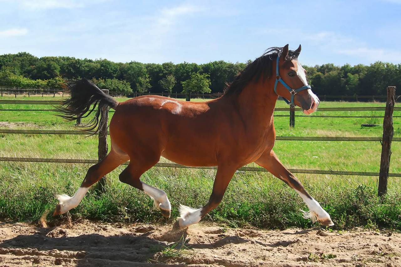 Veulen (ml) Welsh Pony (Section D), Welsh Cob  Te koop 2025 Donker bruin / bai ,  Lucky Boy de Ma&iuml;ka
