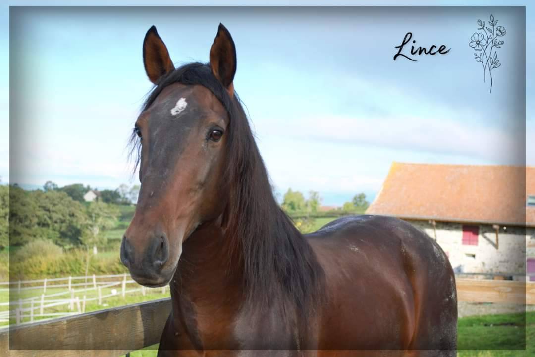 Ruin Lusitano Te koop 2015 Bruin / Bai ,  VINHO MVP